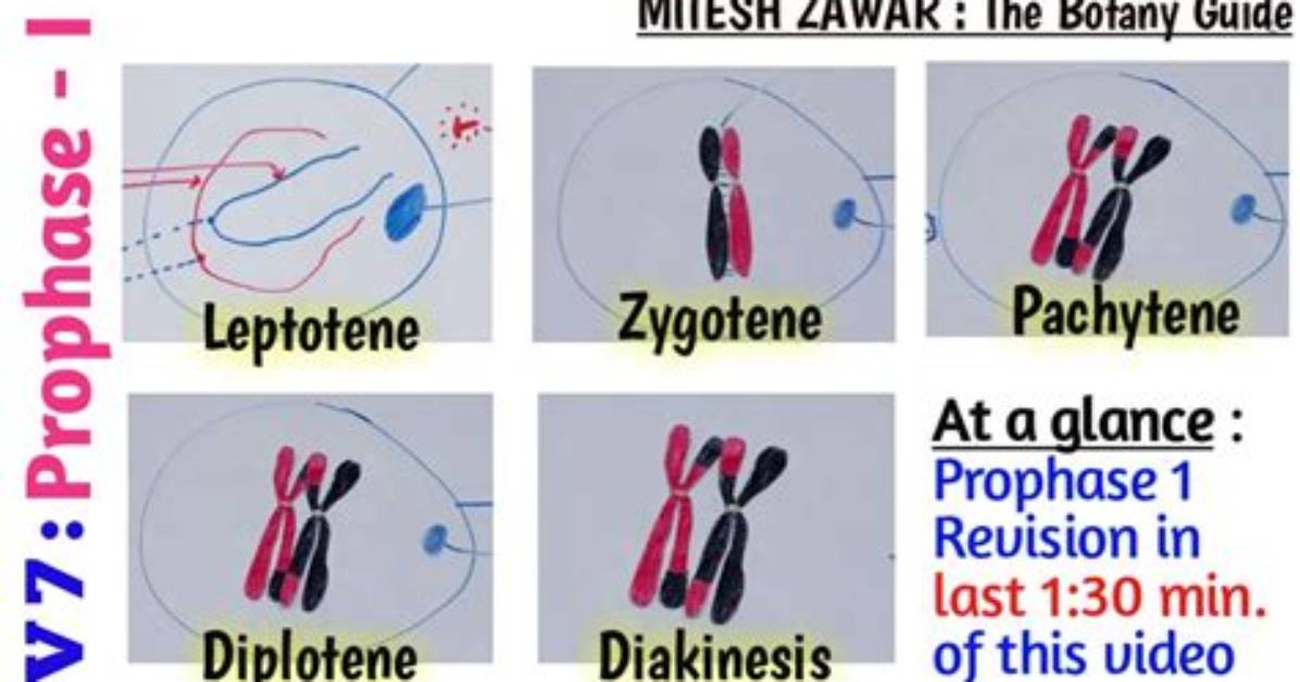 What Happens During Diplotene