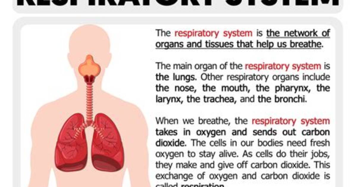 What Happens in the Respiratory System