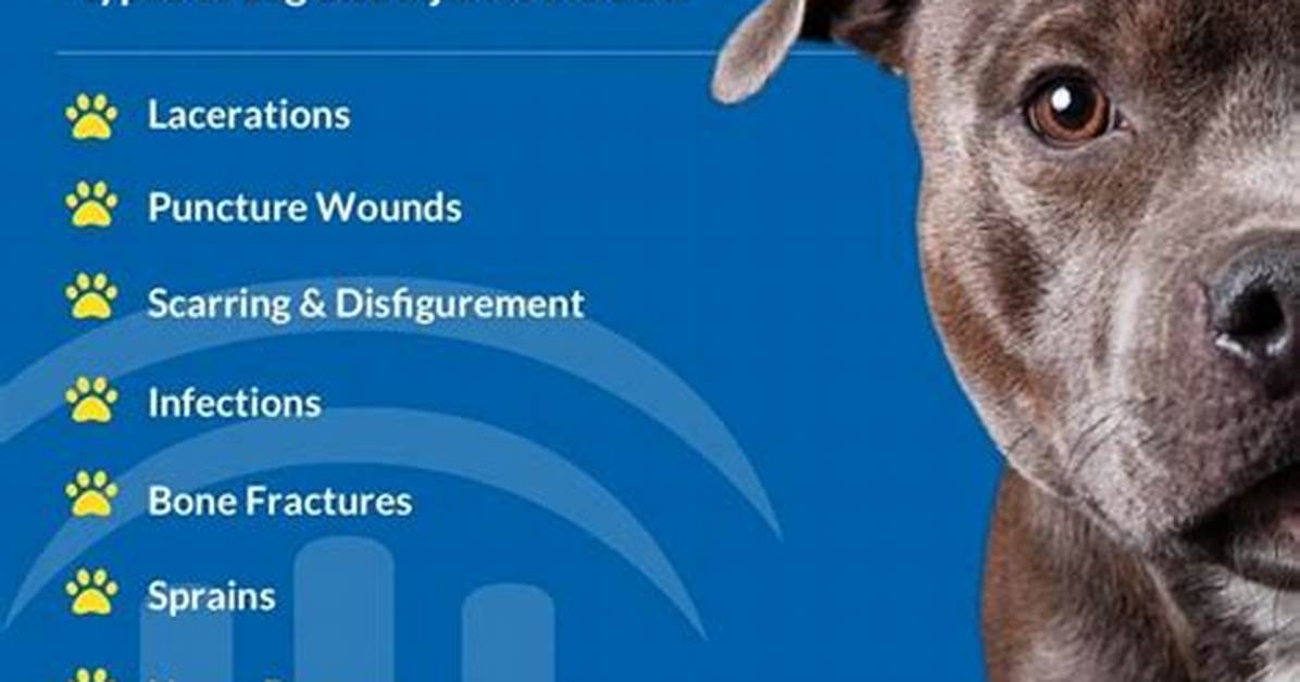 What Happens When a Dog Is Declared Dangerous? |