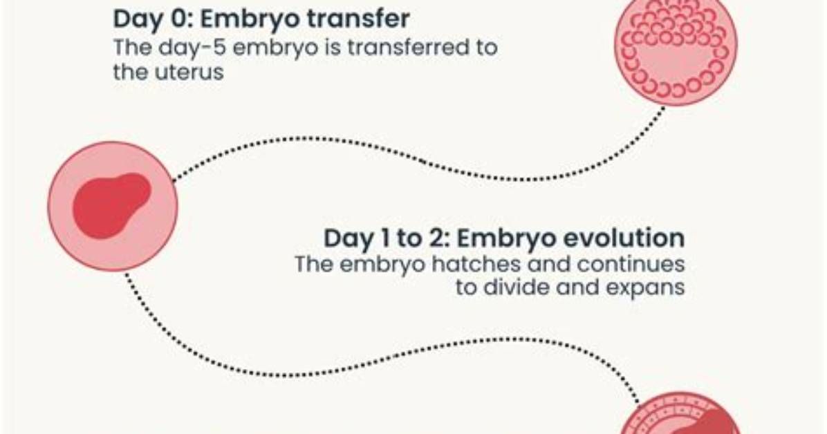What Happens When an Embryo Implants