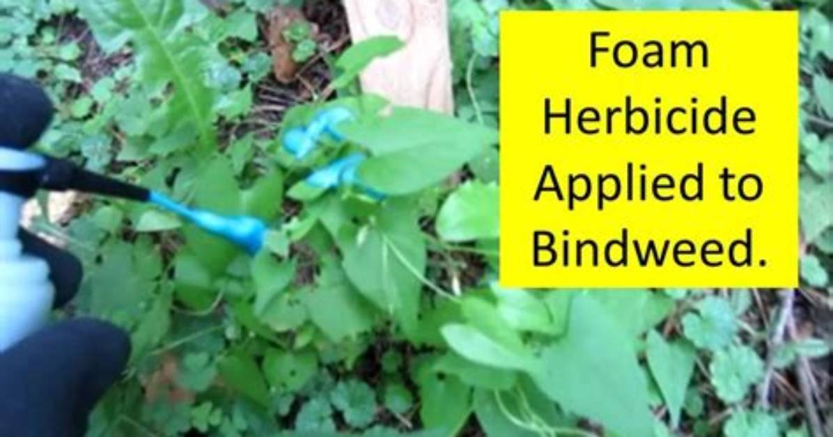 What Herbicide Kills Bindweed?