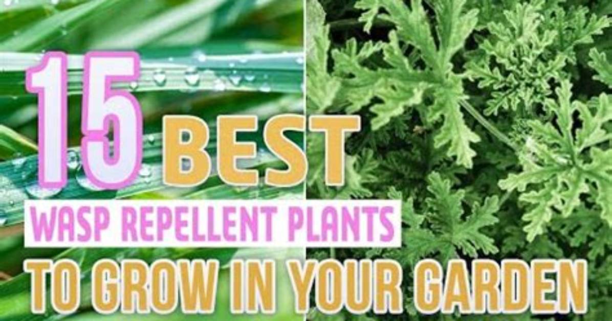 What Herbs Do Wasps Hate