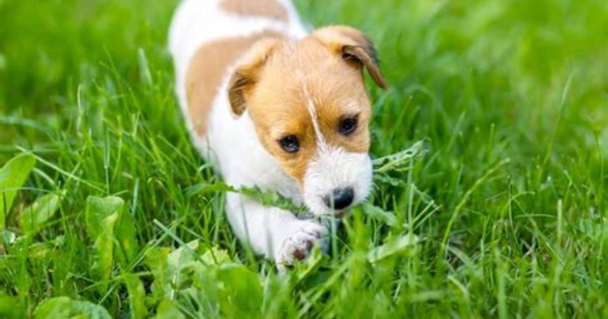 What If a Dog Eats Grass