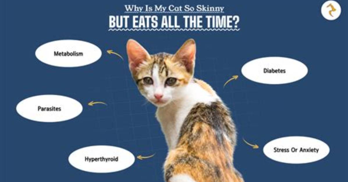 What If My Cat Eats Grease