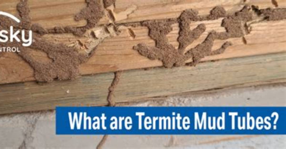 What Insect Builds Mud Tubes