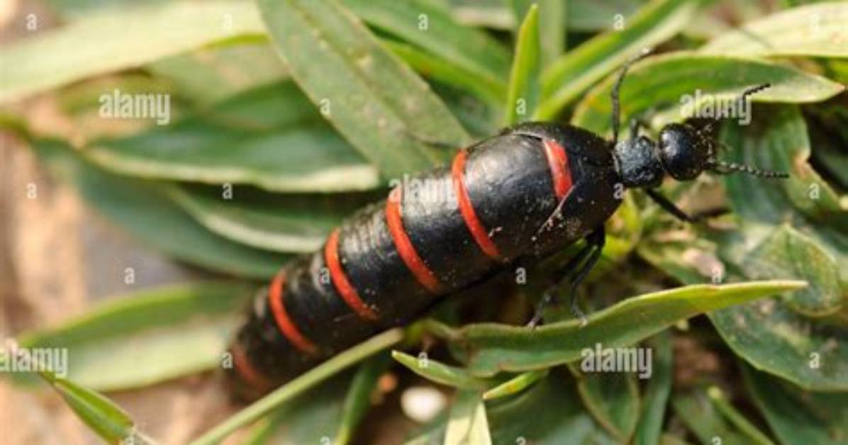 What Insect Cannot Fly