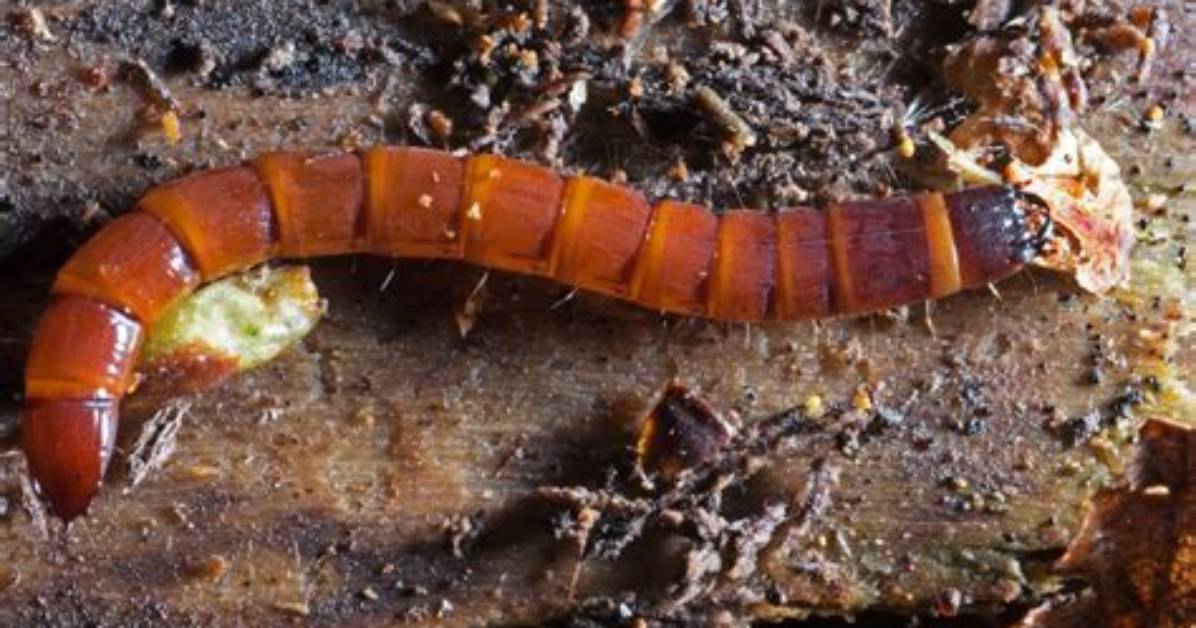 What Insect Has Red Larvae