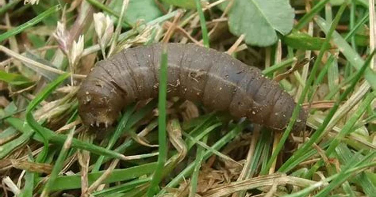 What Insect Is a Leather Jacket