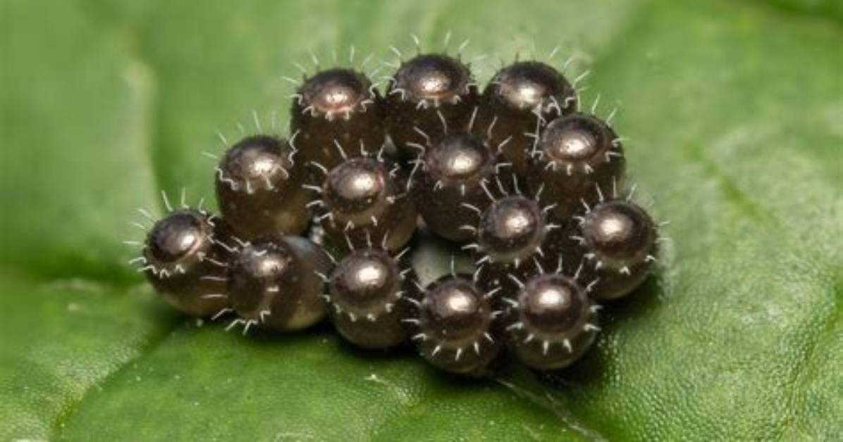 What Insect Lays Tiny Black Eggs