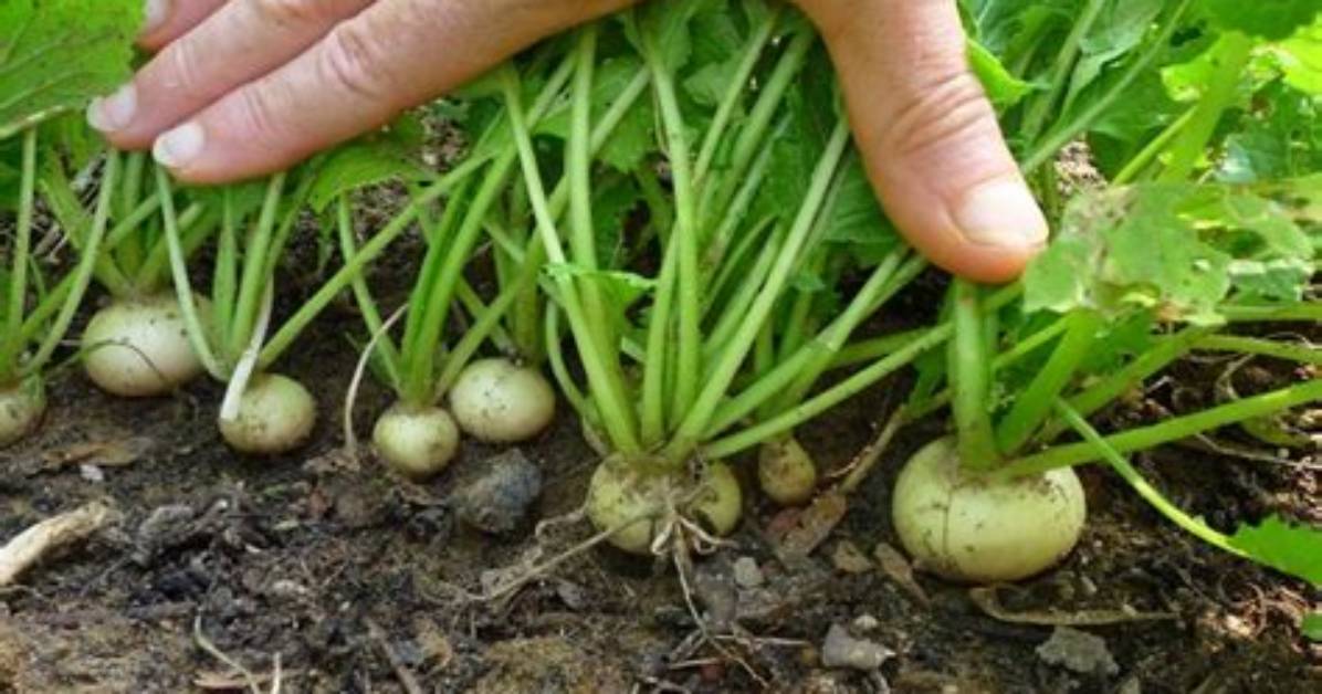 What Insects Attack Turnips