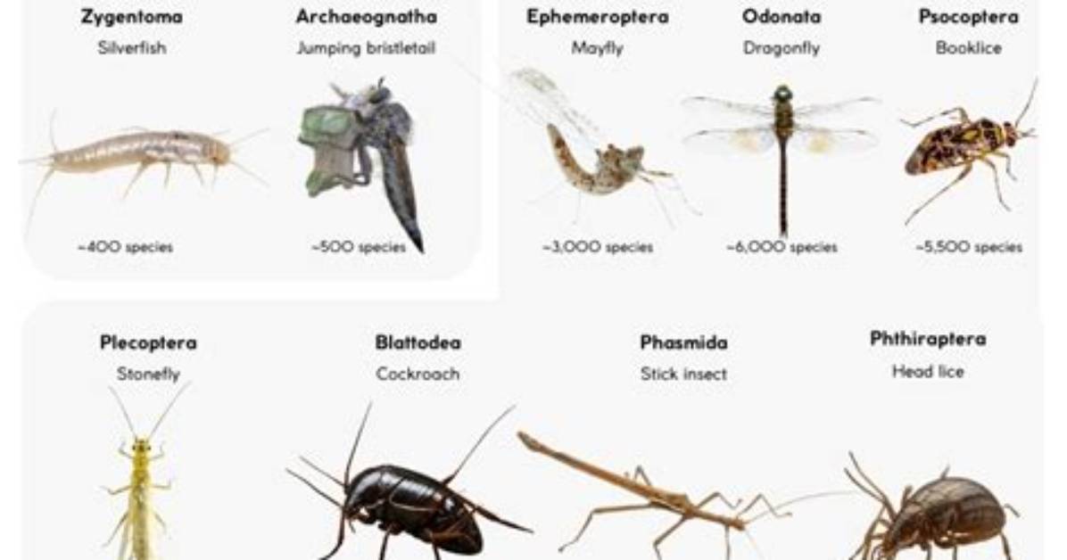 What Insects Do Apiarists Study?