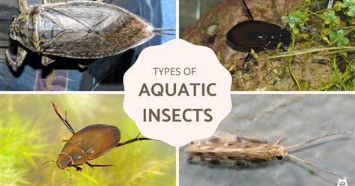 What Insects Eat Algae - Lisbd-Net. Com