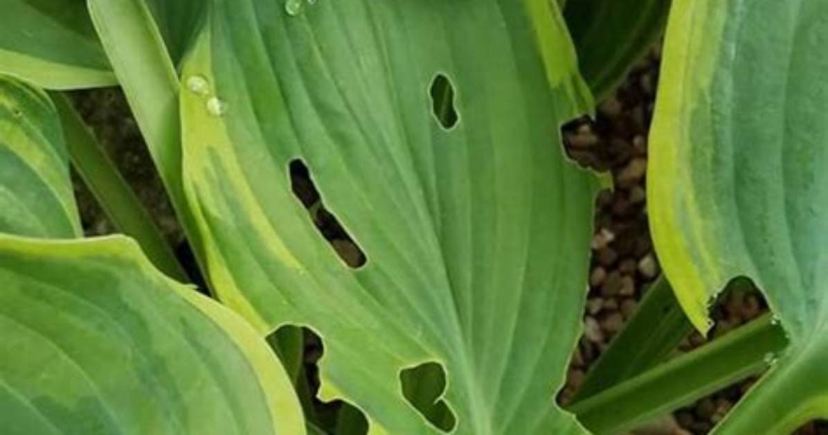 What Insects Eat Hostas