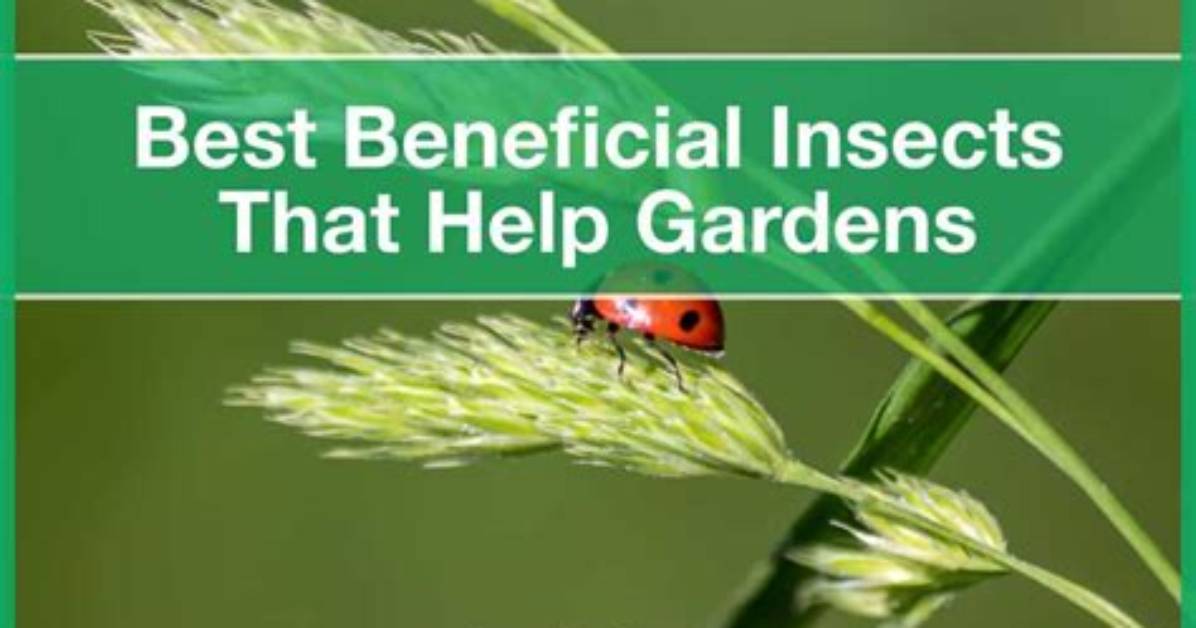 What Insects Help Gardens