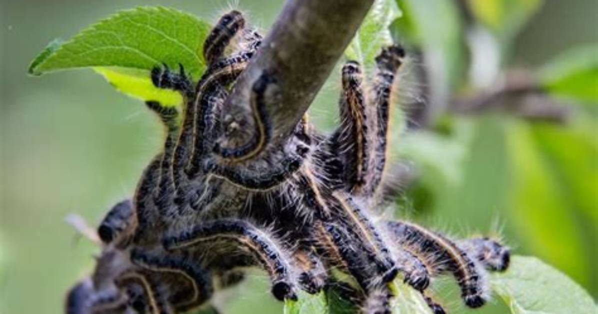What Insects Kill Trees