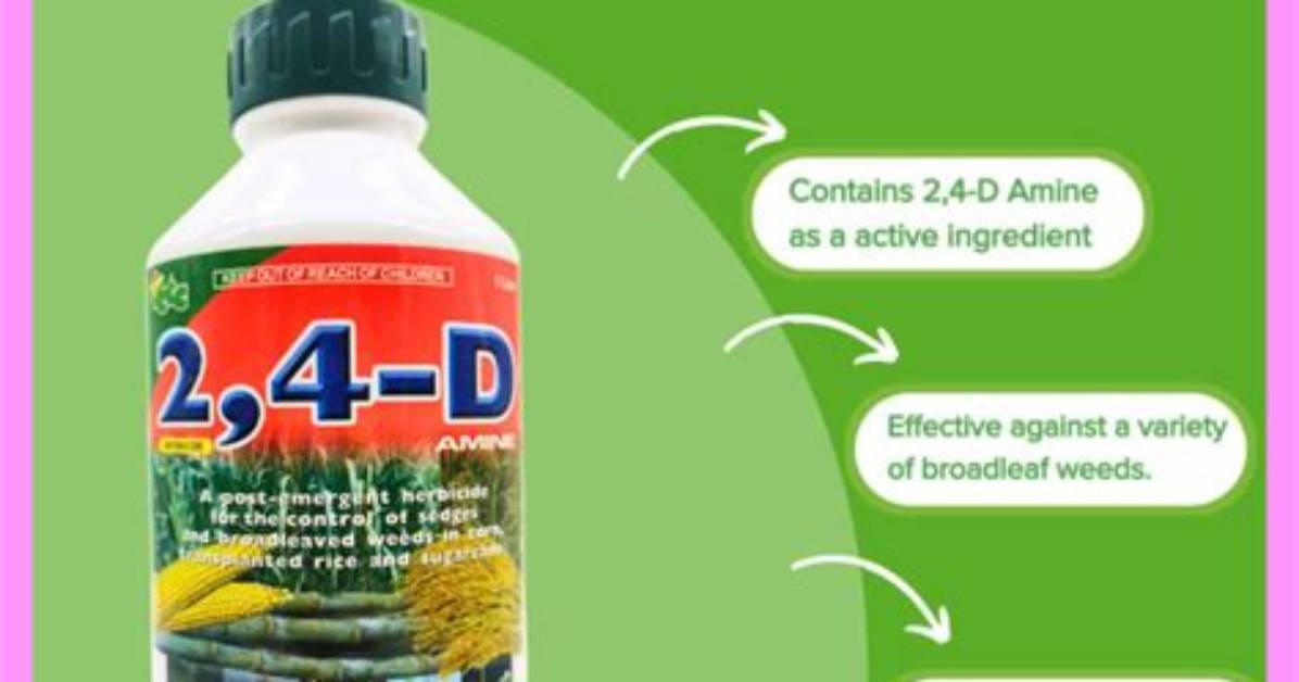 What Is 24D Amine