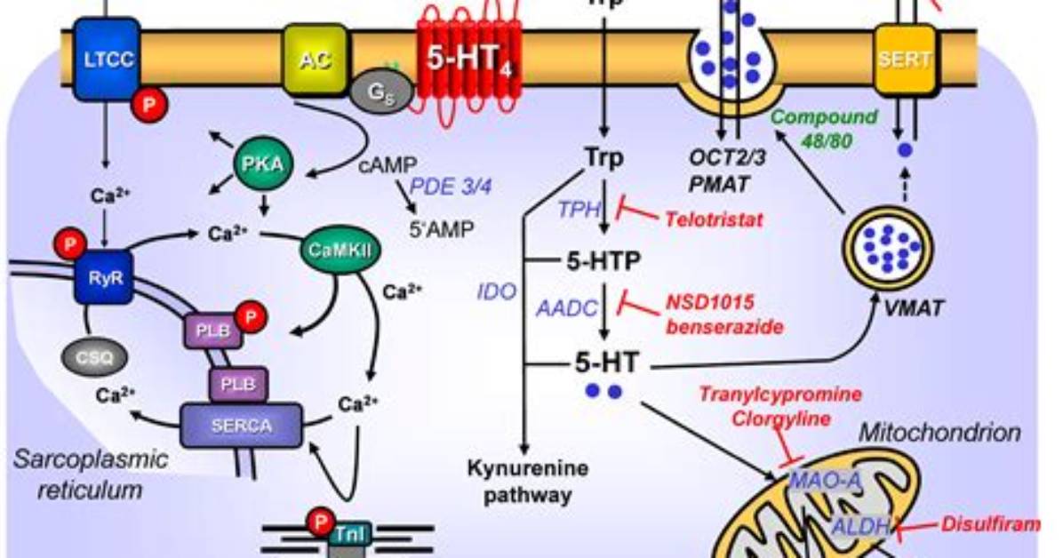 What Is 5-Hydroxytryptamine Receptor?
