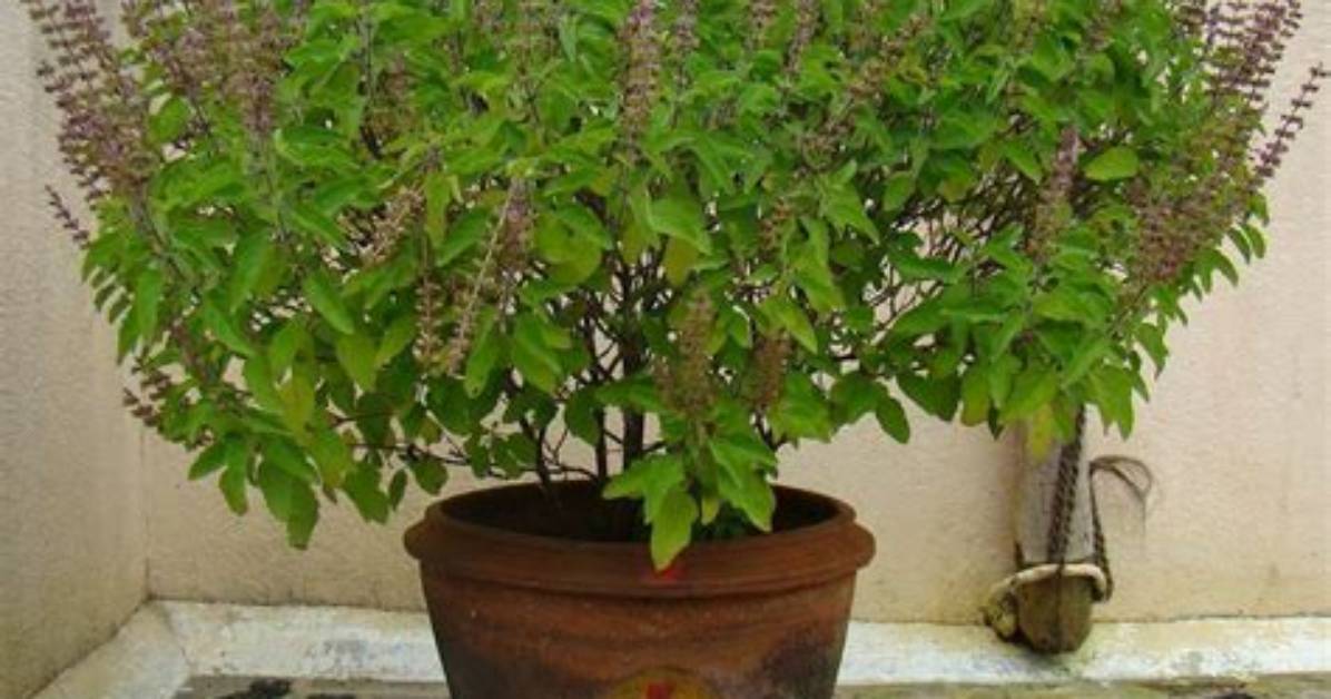 What Is a Basil Tree