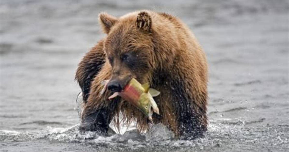 What Is a Bears Diet