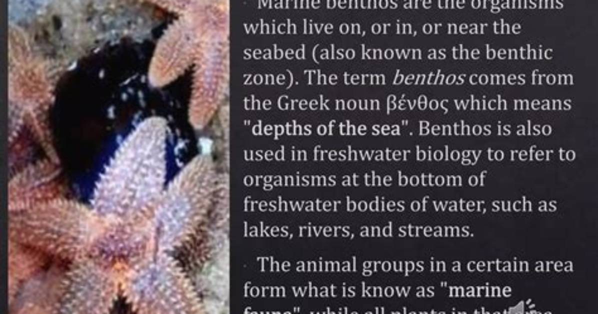 What Is a Benthos?