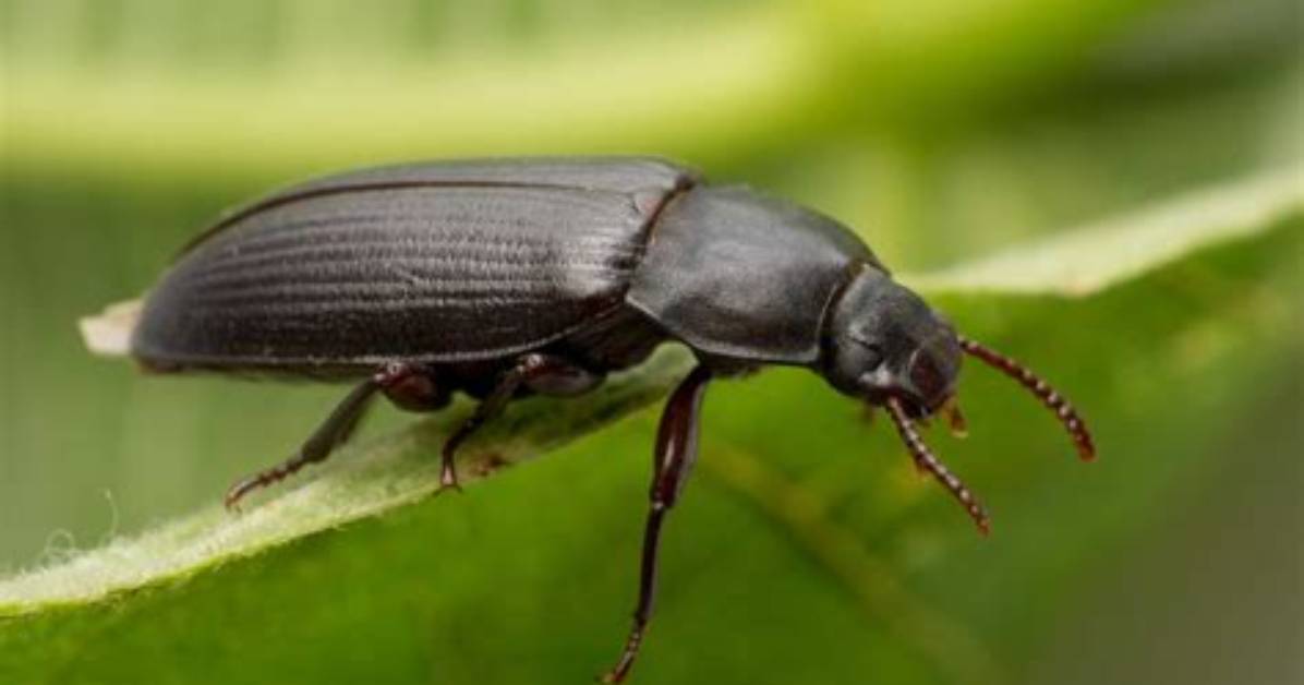 What Is a Black Beetle Called