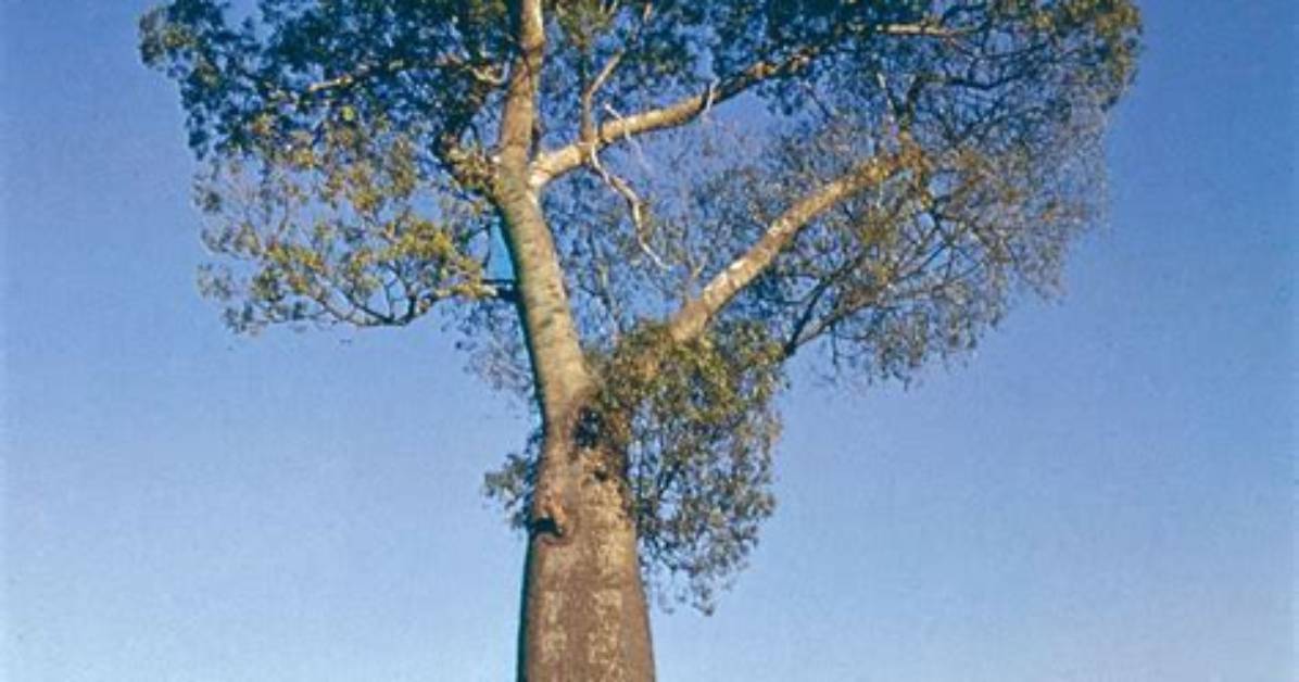 What Is a Bottle Tree Called