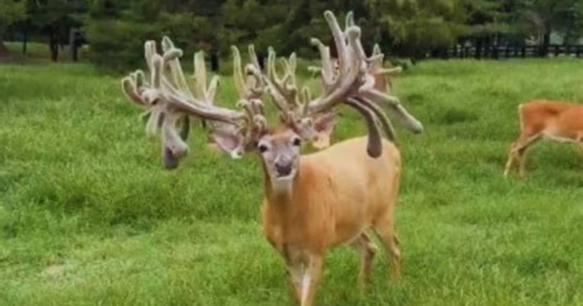What Is a Cactus Buck?
