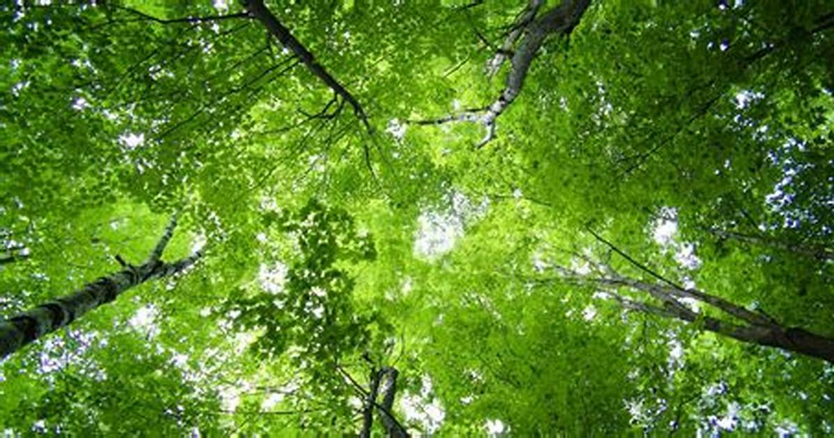 What Is a Canopy in a Tree
