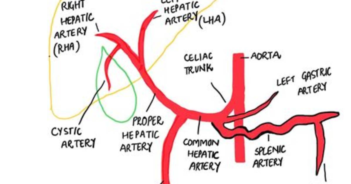 What Is a Celiac Axis