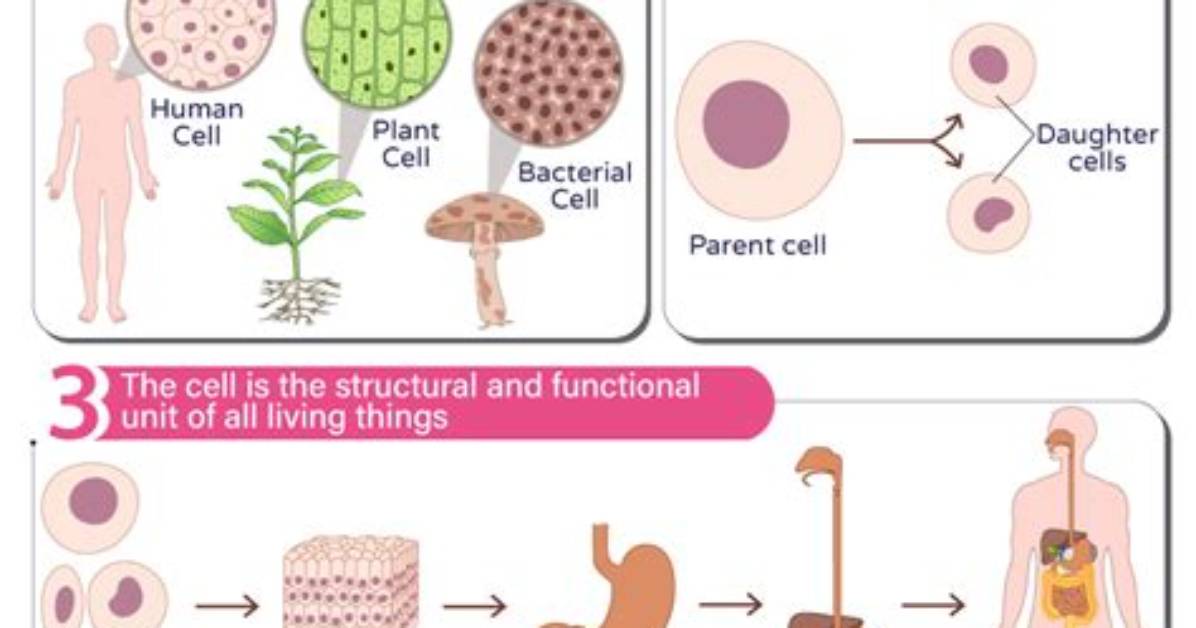 What Is a Cell Theory?