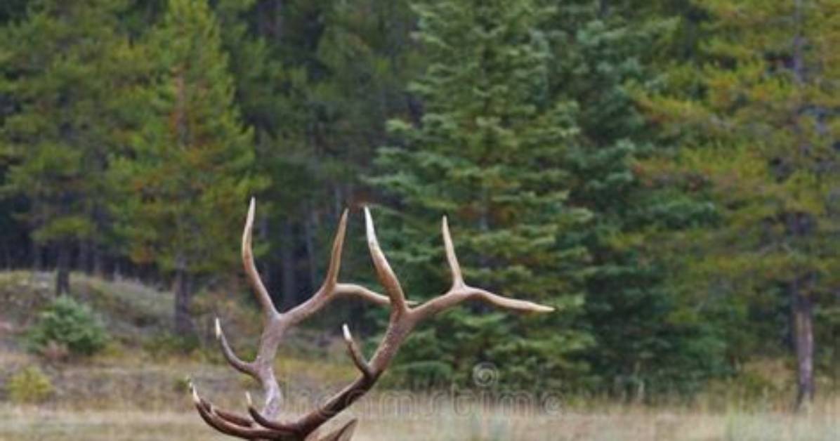 What Is a Cervus Alces?