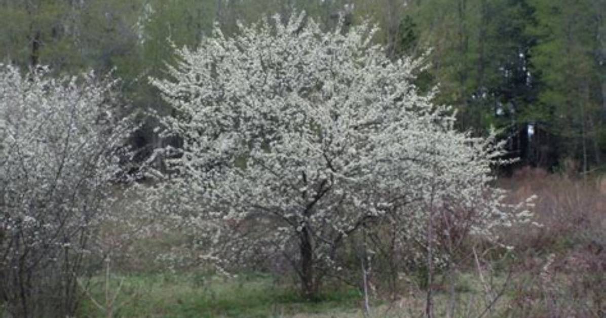 What Is a Chickasaw Plum Tree?