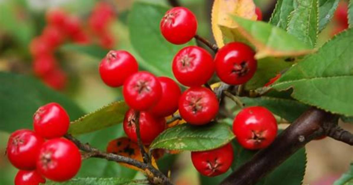 What Is a Chokeberry Tree