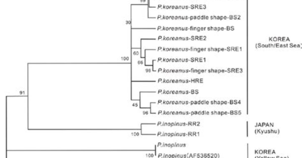 What Is a Cladistic Tree?