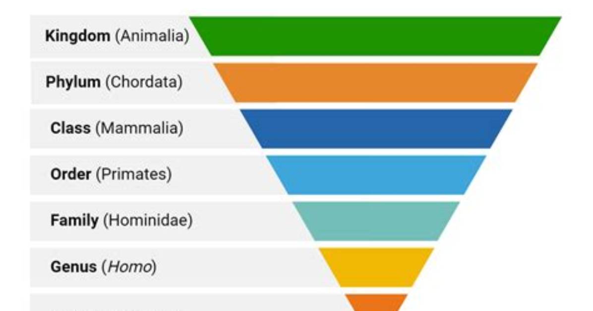 What Is a Classification System?