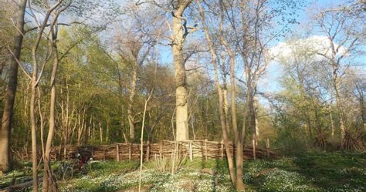 What Is a Coppice Forest