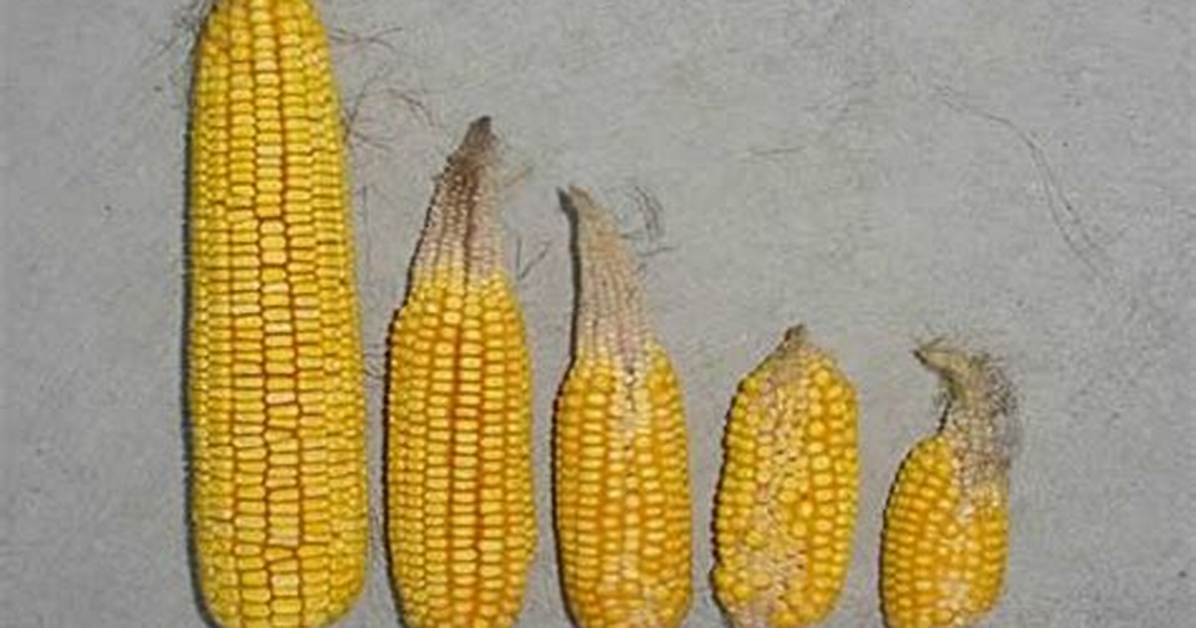 What Is a Corn Nubbin?