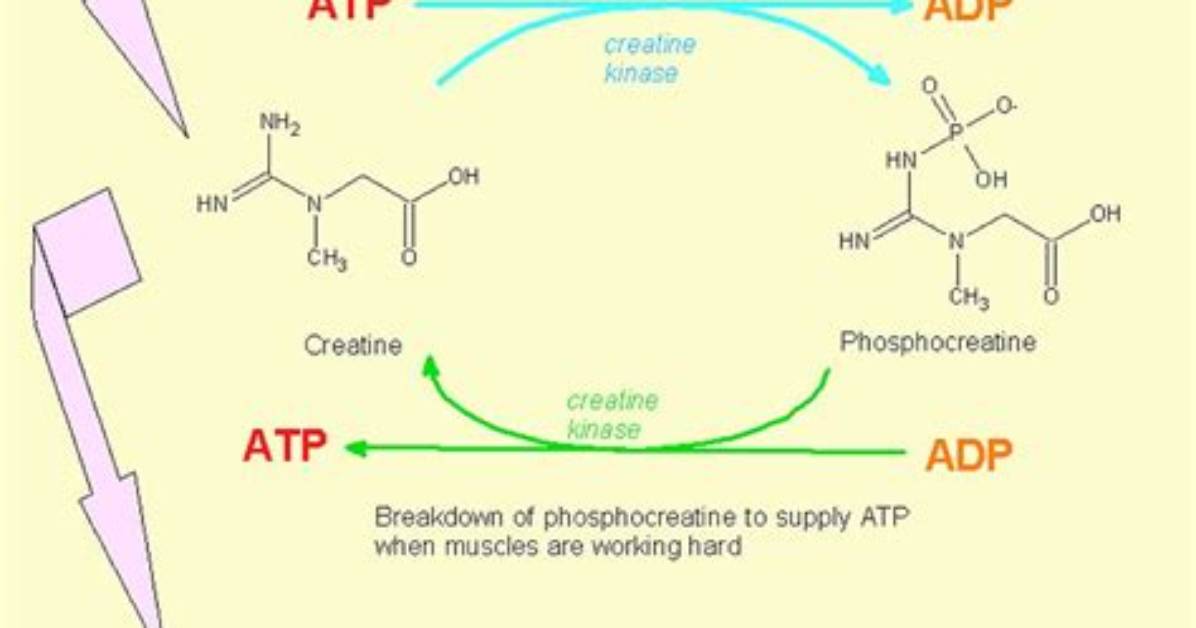 What Is a Creatine Cycle?