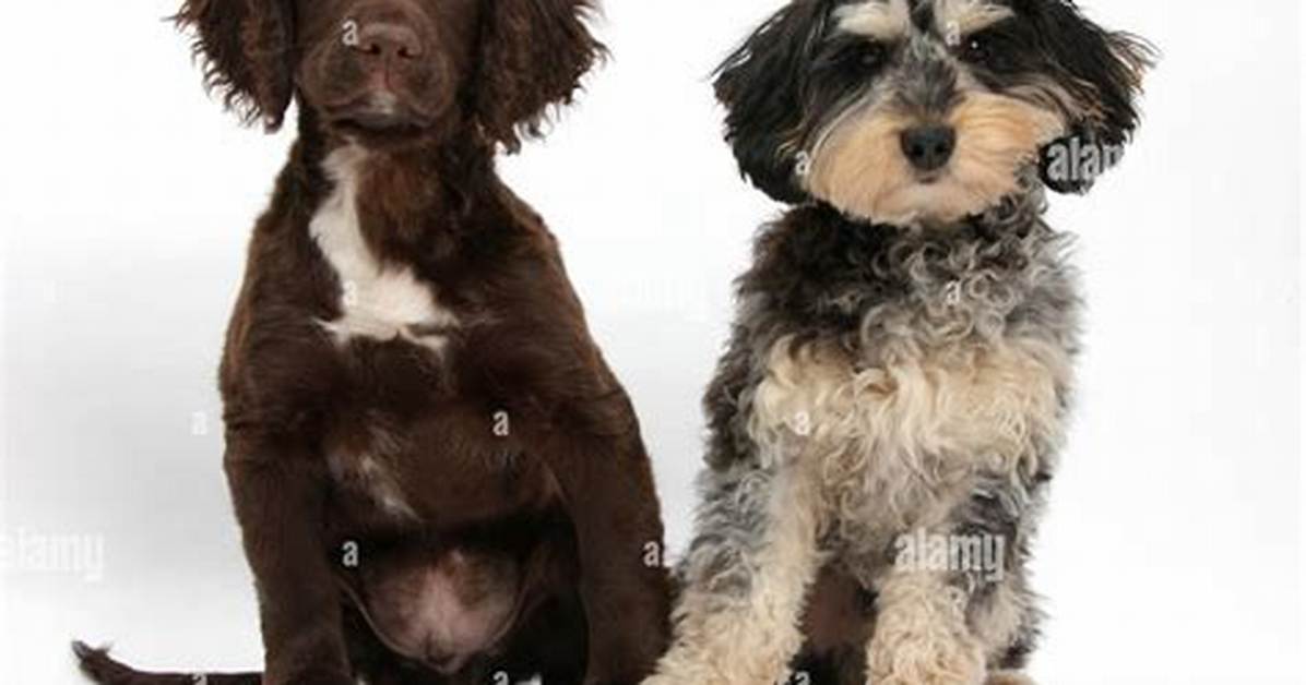 What Is a Cross Between a Cocker Spaniel and a Poodle?