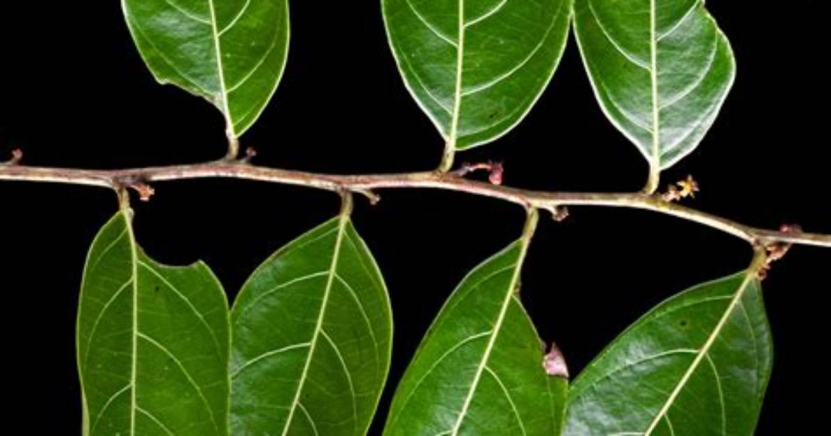 What Is a Distichous Leaf?