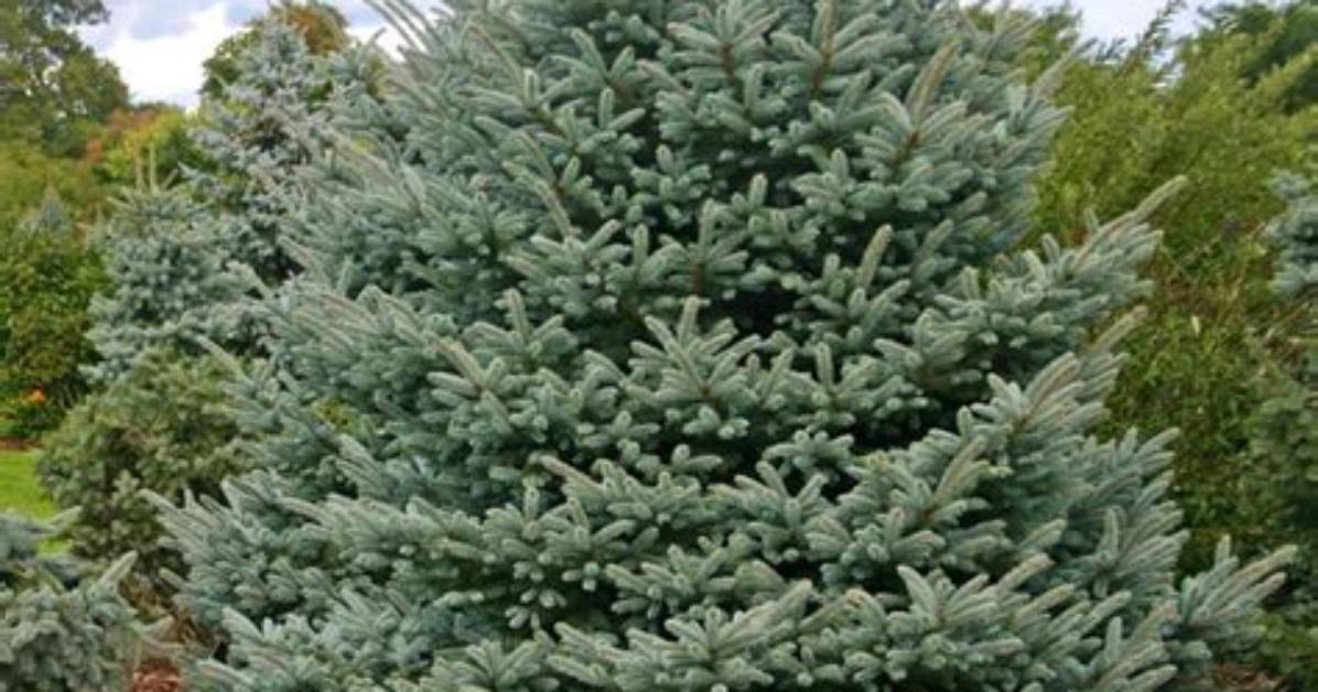 What Is a Fat Albert Tree