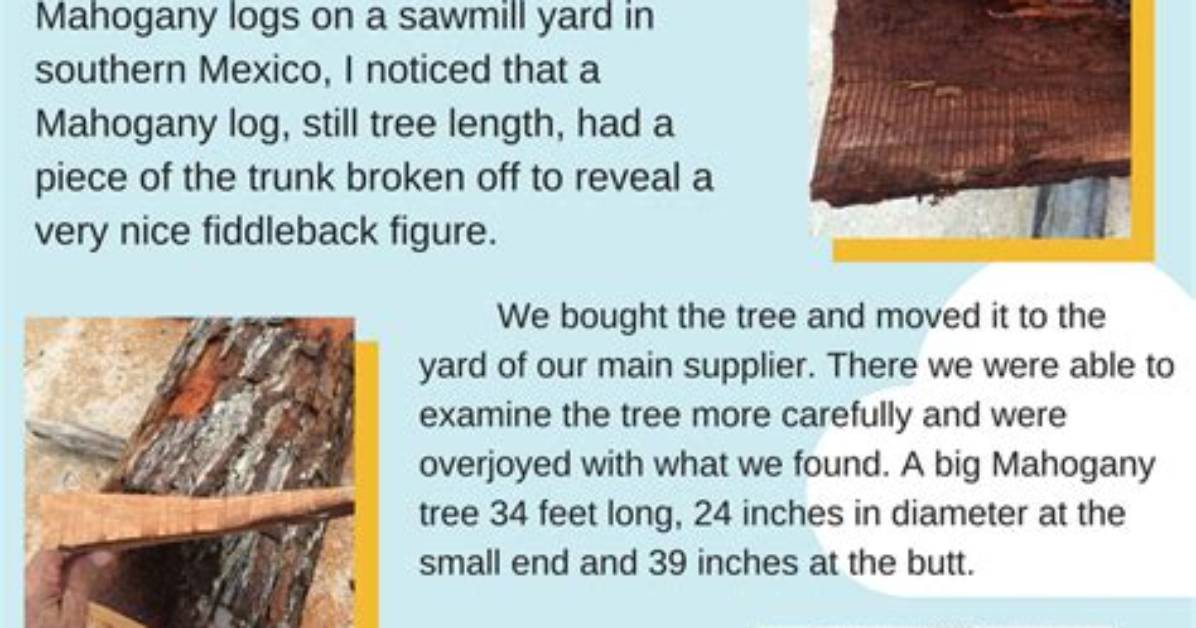 What Is a Fiddleback Tree?