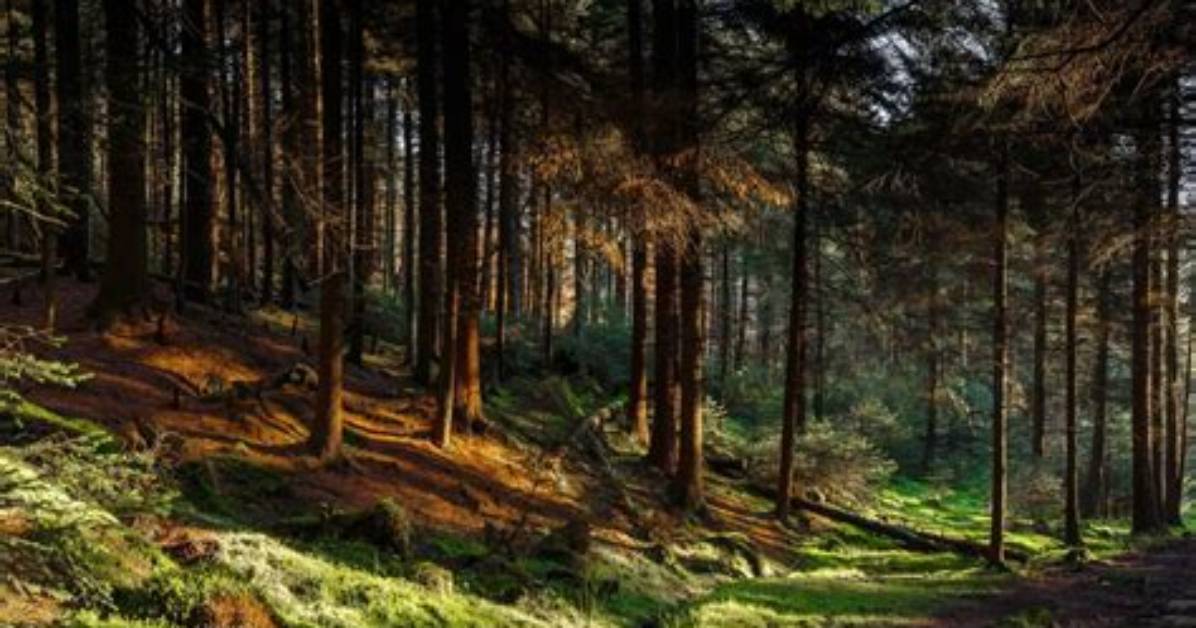 What Is a Forest It?