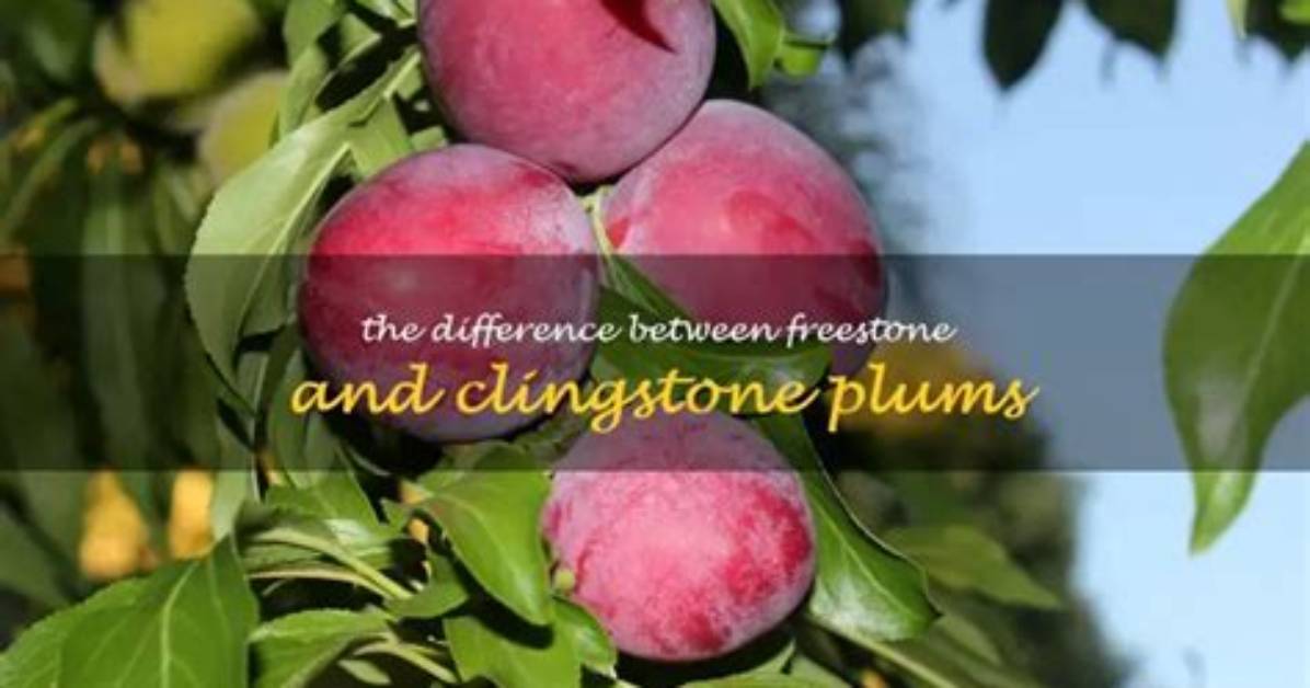 What Is a Freestone Plum