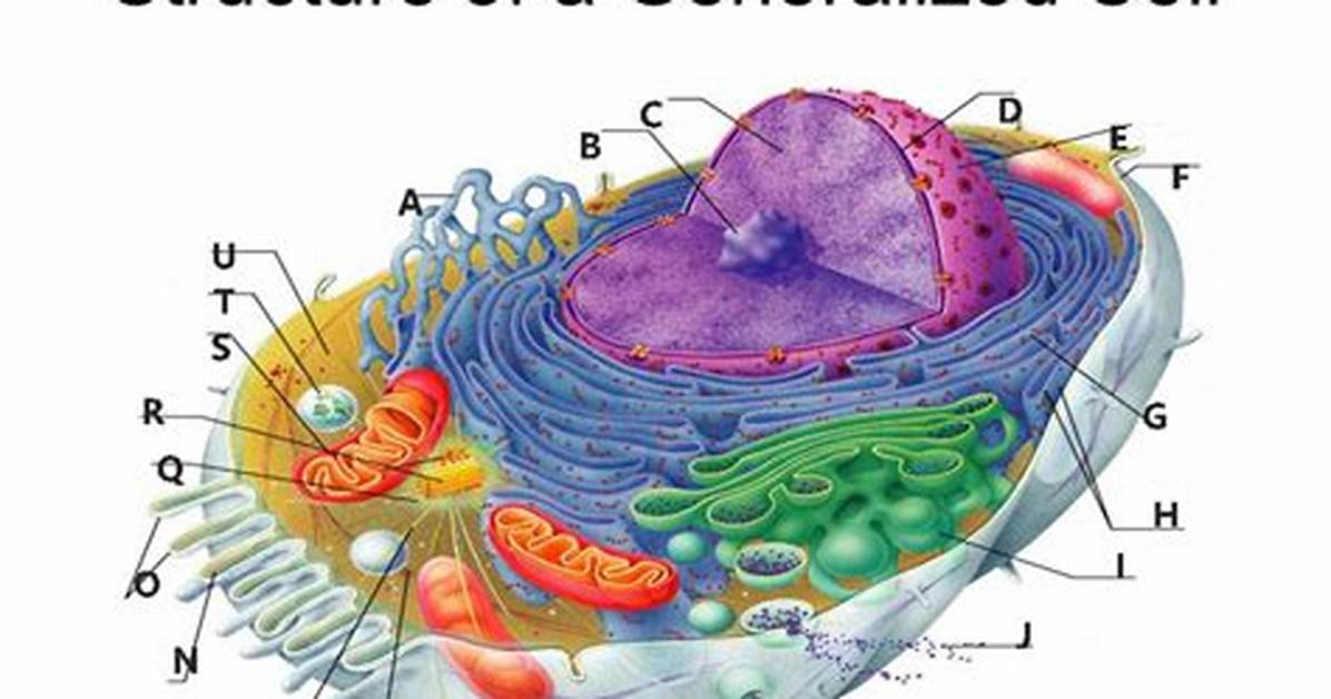 What Is a Generalized or Composite Cell