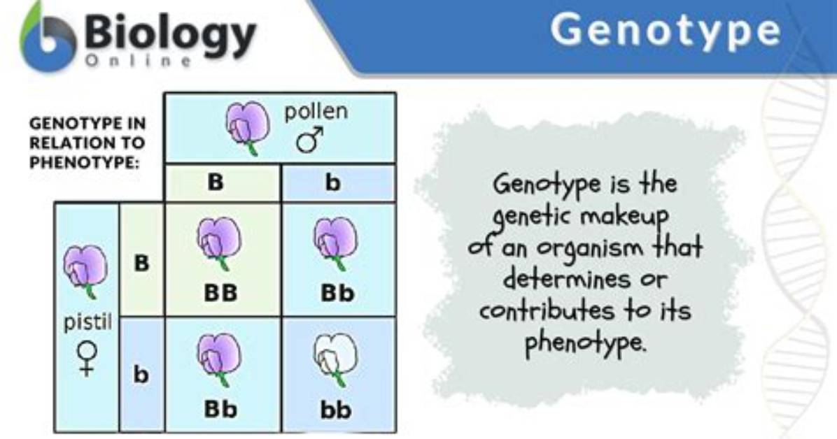 What Is a Genotype Example