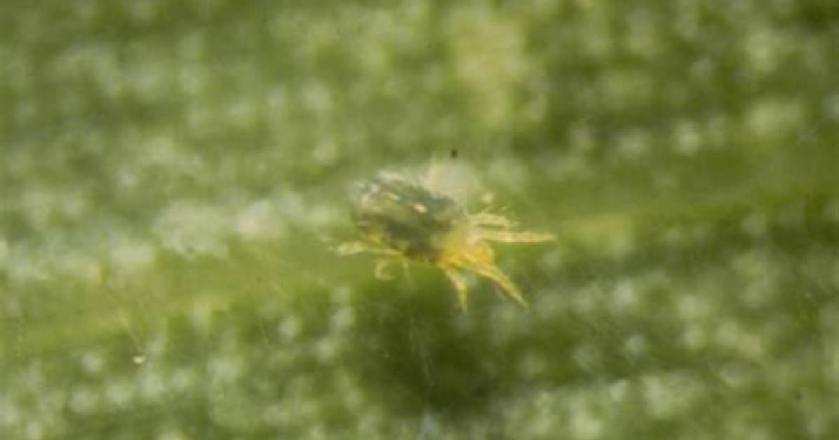What Is a Grass Mite