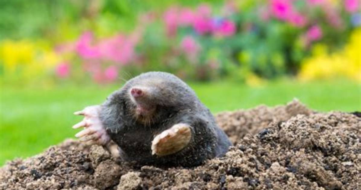 What Is a Ground Mole