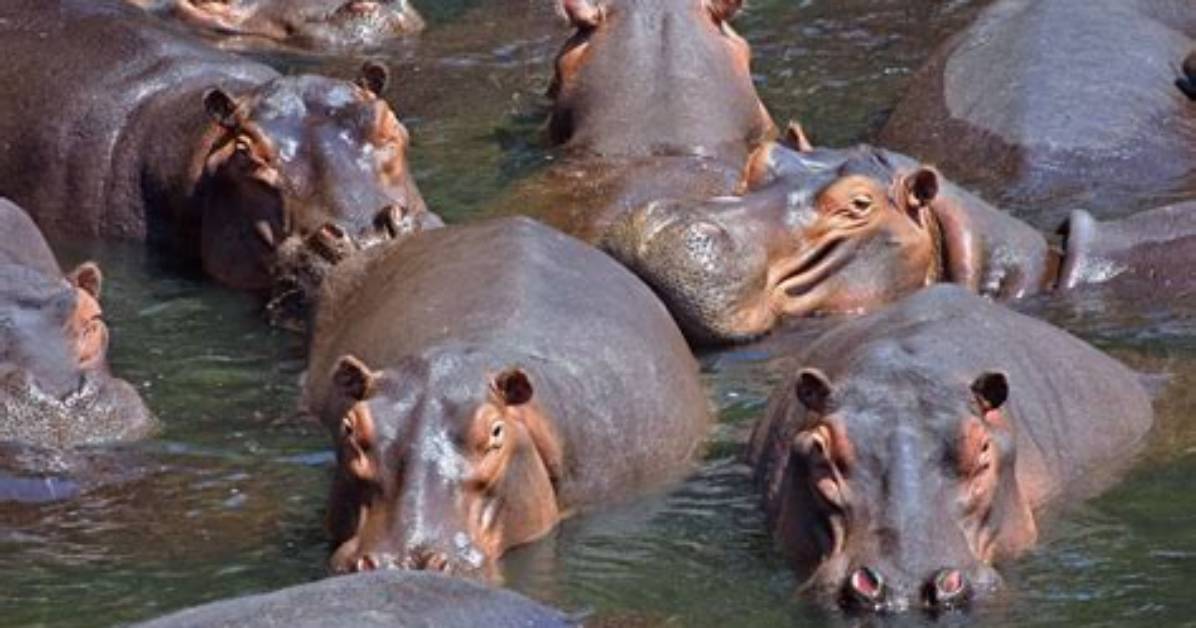 What Is a Group of Hippos Called?