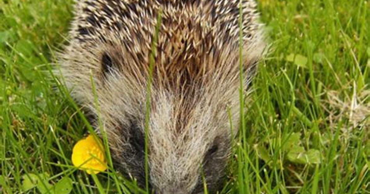 What Is a Hedgehog Classified As